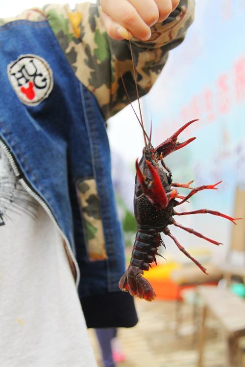 什么钓龙虾最好