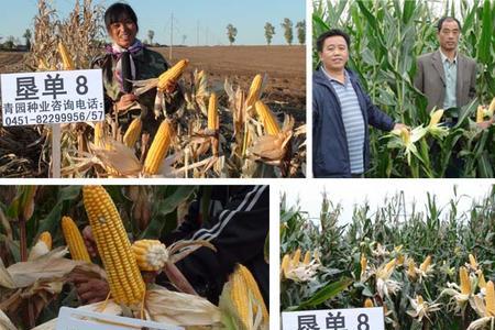 汉单777玉米种有效积温多少