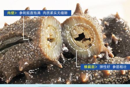 刺参和海参的区别