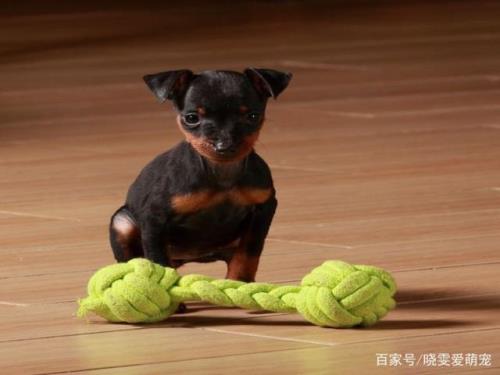 宠物鹿犬怎样做断尾处理