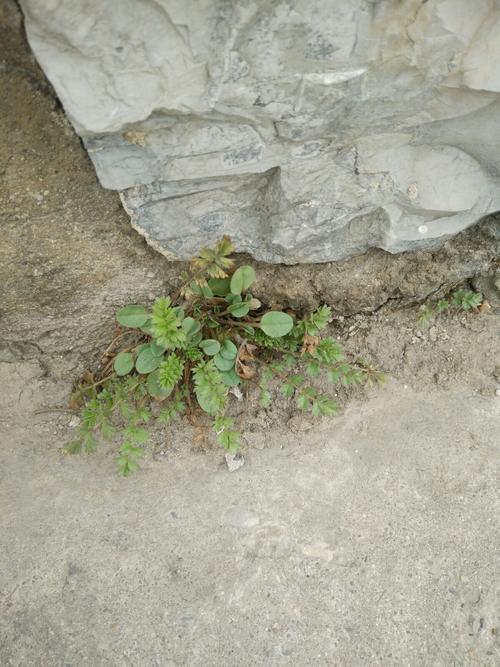 小草从土里长出来了是什么