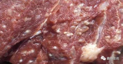 炖完牛肉里面怎么有小白虫