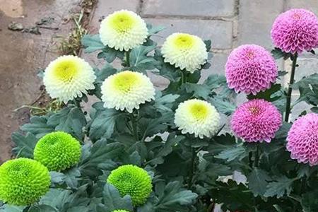 夏天可以买菊花苗吗