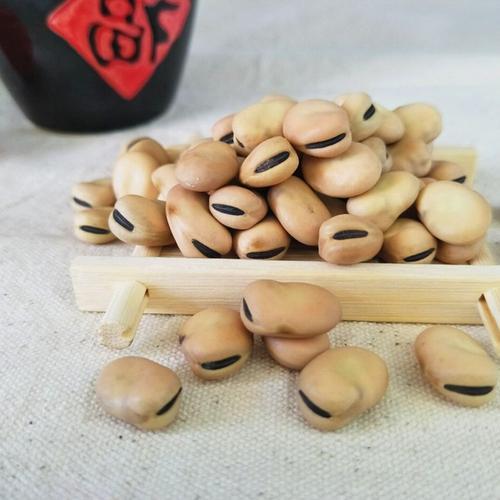 特大蚕豆是转基因的吗