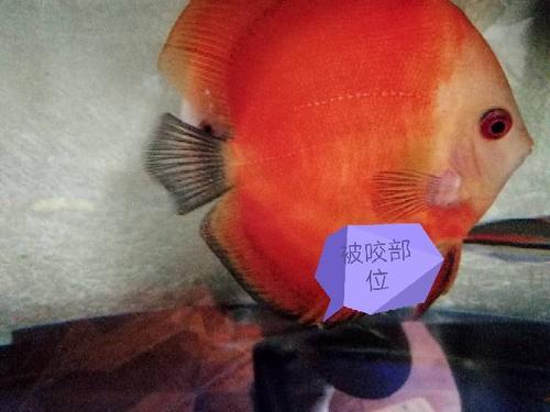 燕鱼互相追着咬怎么办