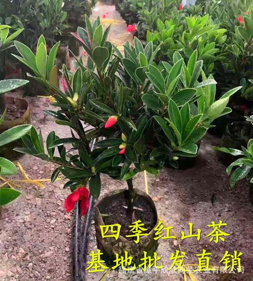 四季杜鹃红山茶的盆栽与管理