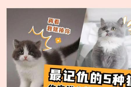 猫咪咬线是因为记仇吗
