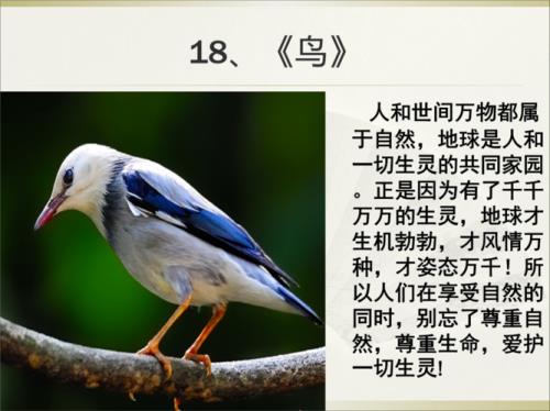 鸟梁实秋分段概括