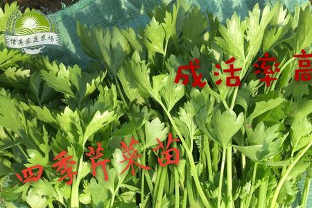 四季西芹播种时间