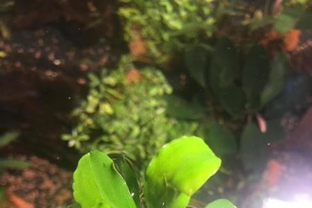 什么是12海辣椒榕