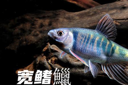 夏氏鱲和橙斑鱲的区别