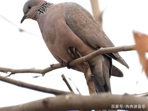 野生斑鸠要怎么养才不怕人