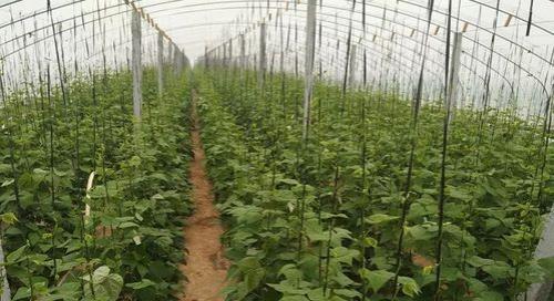 芸豆种植怎样整畦