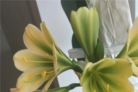 像君子兰开白花的是什么花