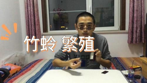 怎样养紫竹蛉