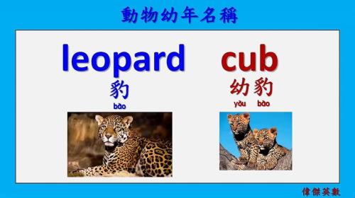 豹子的豹的组词啊