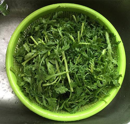 茼蒿怎么摘干净
