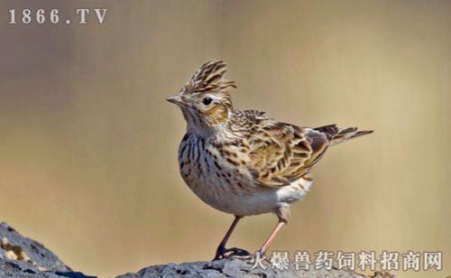 云雀可以养几个