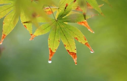落雨的秋原唱