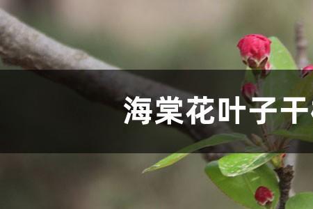 垂丝海棠叶子干枯是怎么回事