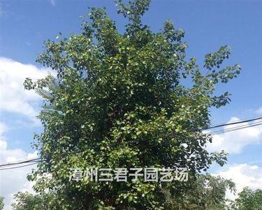 冬天菩提树能种的活吗