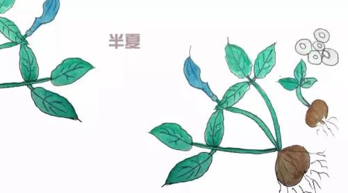 风吹半夏讲的是哪个企业家