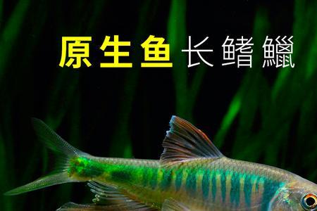 鳑鲏鱼尾后的线是什么