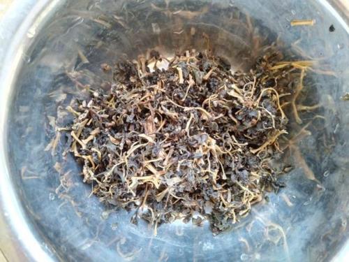 蚂蚁菜的腌制方法