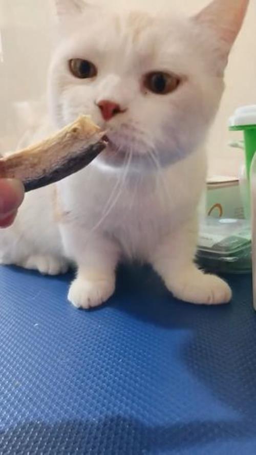 喂蓝猫吃鱼干的好处