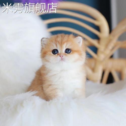 猫咪几岁耳背长毛