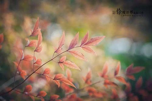我愿温柔以待什么意思