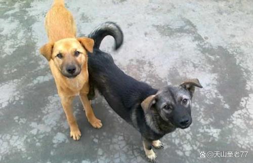 中华田园犬的智商排名