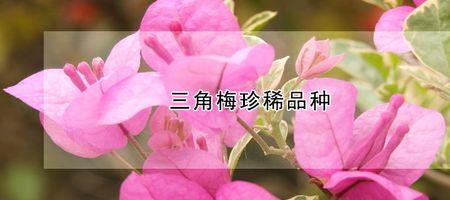 三角梅十大必买品种