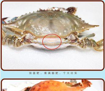 东港飞蟹和南方飞蟹哪个好吃