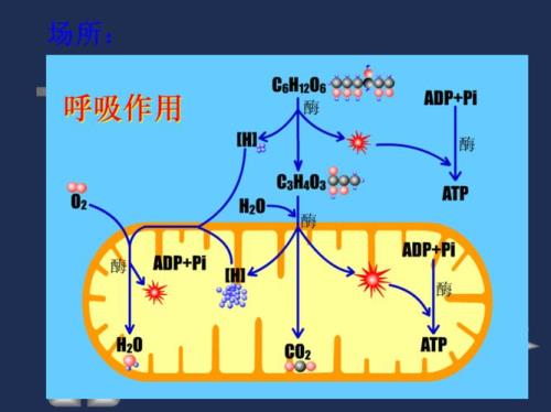 有氧呼吸和无氧呼吸八个方程式