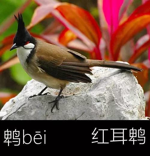 母和鸟组成什么字