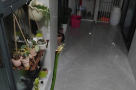 月季怎么长气根