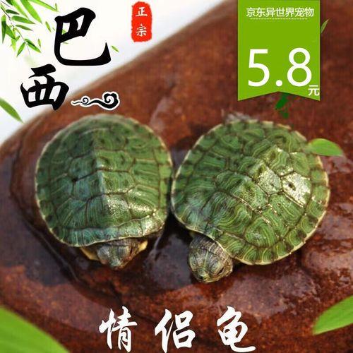 养什么乌龟招桃花
