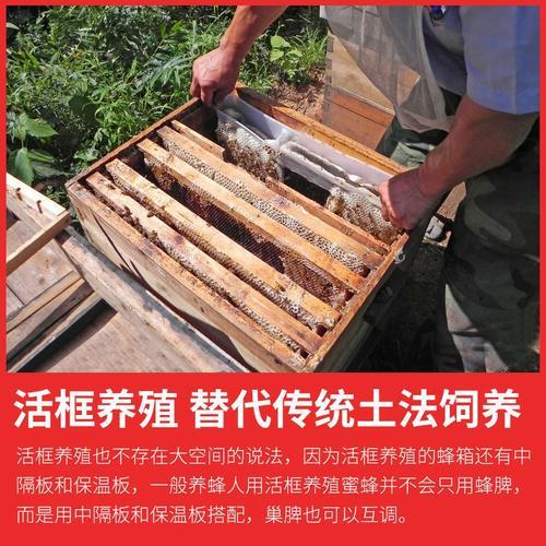 刚开始诱蜂箱里面要不要放巢框