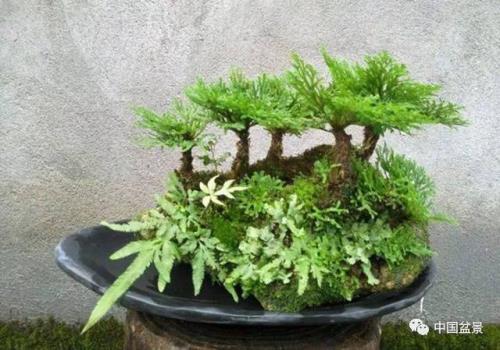 卷柏能转水不