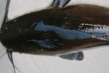 用鳝鱼钓胡子鲢鱼效果如何