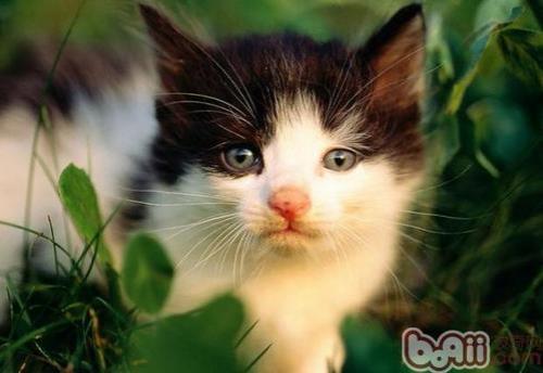 跟猫有关的花的名字