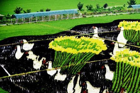 沈阳地区9月初适合种植什么