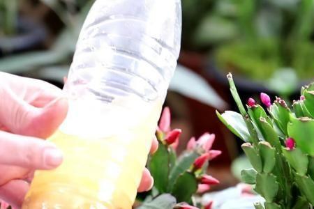 芦荟汁浇花是新鲜还是发酵好