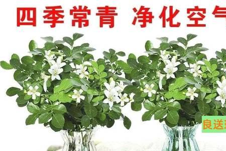 七里香和九里香家庭哪个易活