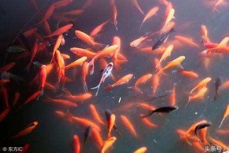 江河激流大鲤鱼藏在什么地方