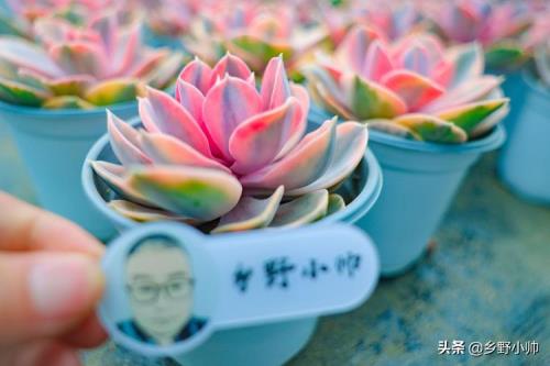 多肉植物彩虹夏季多少度休眠
