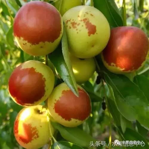 最好的枣品种排名