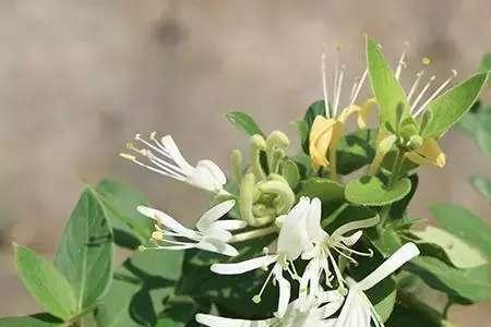 金银花发芽了是活了吗