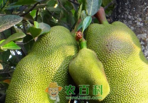 菠萝蜜用种子种的能结果吗